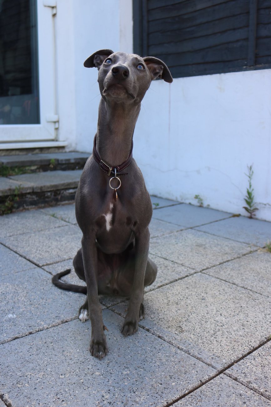 A blue whippet sitting attentively during training in Surrey