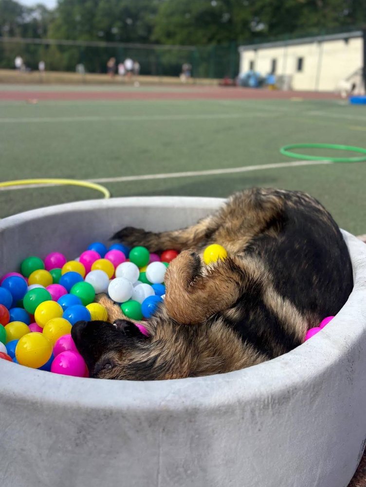 Leia rolling in the ball pit